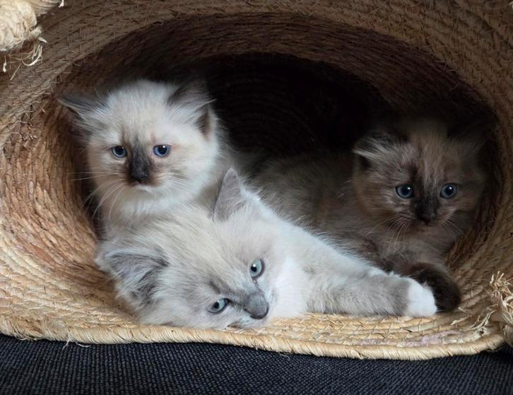 Lieve Ragdoll kittens, Dieren en Toebehoren, Katten en Kittens | Raskatten | Langhaar, Meerdere dieren