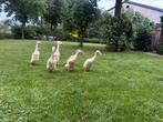 Broedeieren indische loopeend te koop, Dieren en Toebehoren