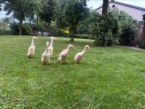 Broedeieren indische loopeend te koop, Dieren en Toebehoren, Pluimvee