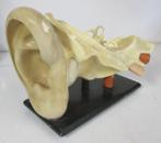 antiek plaasteren anatomisch model oor 5, Verzenden