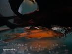 Glyptothorax porrectus, Dieren en Toebehoren, Vissen | Aquariumvissen