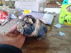 Coronet cavia zeugje, Dieren en Toebehoren, Vrouwelijk, Cavia, Na 1 juli 2024