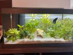 Aquarium van het merk tetra, inclusief toebehoren, Dieren en Toebehoren, Vissen | Aquaria en Toebehoren, Ophalen, Zo goed als nieuw