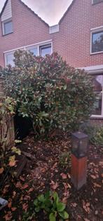 Tuin Plant Skimmia Japonica, Ophalen of Verzenden, Overige soorten