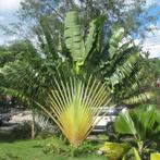 7 x Ravenala Madagascariensis banaan zaden, Ophalen, Gehele jaar, Volle zon, Zaad