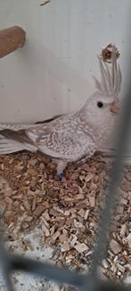 Opaline witmasker pop, Vrouwelijk, Dwergpapegaai of Agapornis