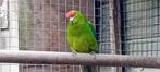 Groene Roodvoorhoofd Kakariki., Dieren en Toebehoren, Vogels | Parkieten en Papegaaien, Parkiet, Tam