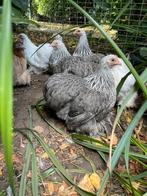Verschillende cochin kriel hennetjes zilverpatrijs,tarwe,wit, Dieren en Toebehoren, Pluimvee, Vrouwelijk, Kip