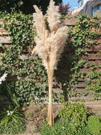 Pampas pluimen 200cm, Ophalen, Zo goed als nieuw