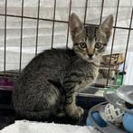 ACE: Napoleon is een lieve kleine spinner, Dieren en Toebehoren, Kater, Kortharig, 0 tot 2 jaar