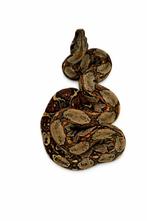 Boa imperator, Dieren en Toebehoren, Reptielen en Amfibieën, Slang, Tam, 0 tot 2 jaar