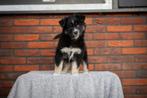 Super gesocialiseerde Australian Shepherd x Pomsky pups, Overige rassen, CDV (hondenziekte), 8 tot 15 weken, Meerdere