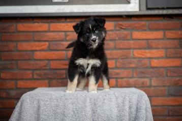 Super gesocialiseerde Australian Shepherd x Pomsky pups beschikbaar voor biedingen