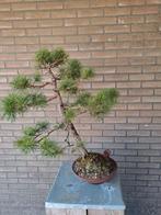 Bonsai boom, Tuin en Terras, Planten | Bomen, Minder dan 100 cm, Overige soorten, Ophalen