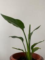 Strelitzia Reginea, Huis en Inrichting, Ophalen of Verzenden, Overige soorten
