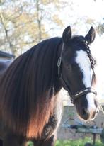 Tinker x welsh pony, Dieren en Toebehoren, Pony's, Gechipt, B, Ruin, 3 tot 6 jaar
