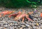 Rode tijger OE garnalen - red tiger oe | Caridina shrimps, Kreeft, Krab of Garnaal