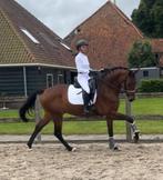 Te koop lieve energieke ruin, Gechipt, Ruin, M, Dressuurpaard