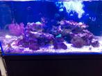 Zeeaquarium, Dieren en Toebehoren, Vissen | Aquaria en Toebehoren, Ophalen, Zo goed als nieuw