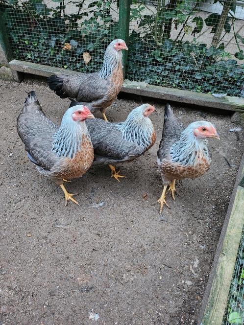 Twentse hoen, Dieren en Toebehoren, Pluimvee, Kip, Meerdere dieren