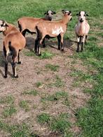 Kamaroen  rammen schapen te koop, Mannelijk, Schaap