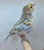 Geel grijs mozaiek Agaat kanarie, Dieren en Toebehoren, Vogels | Kanaries, Mannelijk, Kleurkanarie