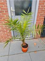 Planten, Tuin en Terras, Planten | Tuinplanten, Ophalen, Bloeit niet, Overige soorten, Volle zon