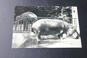 fotokaartje noorder dierenpark Emmen. Nijlpaard beschikbaar voor biedingen