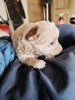Langharige Chihuahua pups, Dieren en Toebehoren, Honden | Chihuahua's en Gezelschapshonden, België, Particulier, Reu, CDV (hondenziekte)