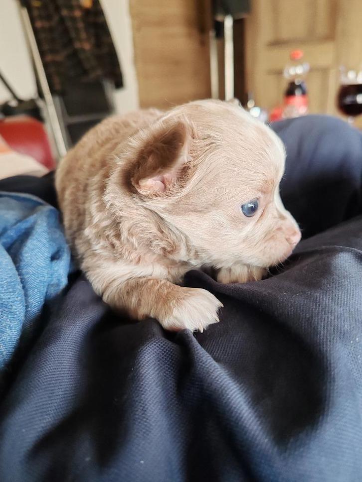 Langharige Chihuahua pups, Dieren en Toebehoren, Honden | Chihuahua's en Gezelschapshonden, Reu, Chihuahua, Particulier, Meerdere