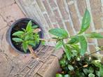 Grote vlinderstruik paars €5, Volle zon, Vaste plant, Zomer, Ophalen