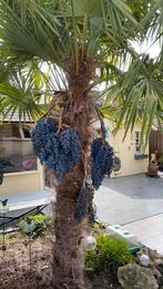 Verse trachycarpus fortunei winterhard palmboom zaden, Ophalen of Verzenden, Gehele jaar, Volle zon, Zaad