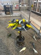 Kakariki, Meerdere dieren