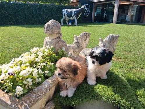 Te koop mooie speelse boomer pups, Dieren en Toebehoren, Honden | Chihuahua's en Gezelschapshonden, Meerdere dieren, Overige rassen