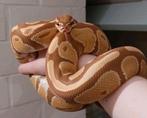 Ball python Ultramel te koop, Dieren en Toebehoren, Slang, Met terrarium, 3 tot 6 jaar