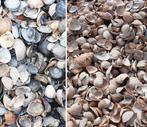 Blauwe en Roze schelpen, Ophalen, Overige materialen, Overige typen, Nieuw