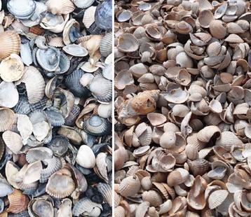 Blauwe en Roze schelpen beschikbaar voor biedingen