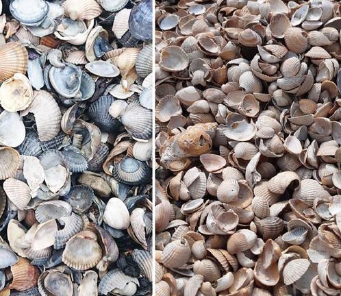 Blauwe en Roze schelpen, Tuin en Terras, Grind, Keien en Split, Nieuw, Overige typen, Multi, Overige materialen, Ophalen