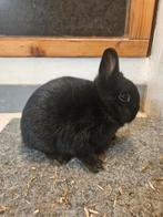 Kleurdwerg voedsters zwart, Dieren en Toebehoren, Konijnen, Vrouwelijk, Dwerg