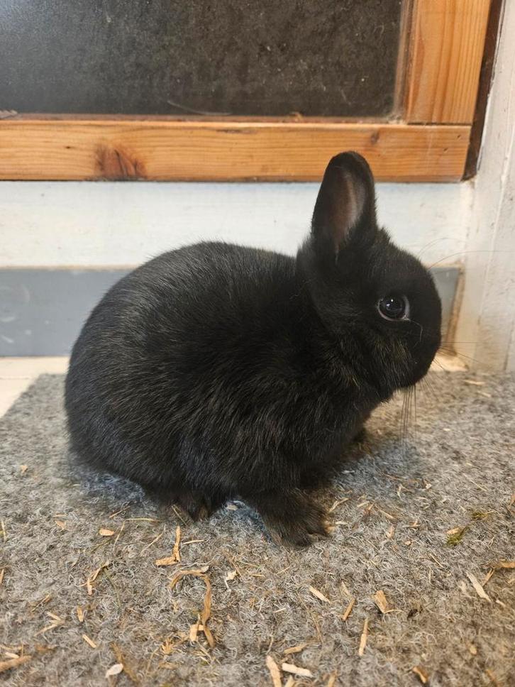 Kleurdwerg voedsters zwart, Dieren en Toebehoren, Konijnen, Dwerg, Vrouwelijk