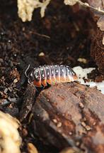 Pissebedden!, Overige soorten