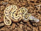 6 jonge koningspythons in 1 koop (Het) desert ghosts combo's, Dieren en Toebehoren, Reptielen en Amfibieën, Amfibie, 0 tot 2 jaar