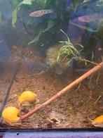 Appelslakken, Dieren en Toebehoren, Vis