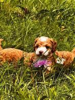 Lieve en aanhankelijke Toypoedel pups zoeken nieuwe baasje, Dieren en Toebehoren, Honden | Chihuahua's en Gezelschapshonden, Poedel