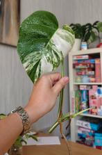 Monstera variegata stek, Ophalen, Overige soorten, Minder dan 100 cm