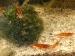 Rode neocaridina garnalen / Vuurgarnalen., Dieren en Toebehoren, Kreeft, Krab of Garnaal
