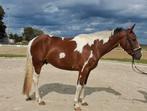 Hele knappe brave ruin 1.55 hoog!!, Dieren en Toebehoren, Gechipt, Minder dan 160 cm, Ruin, 3 tot 6 jaar
