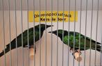 Koppel emerald spreeuwen, Meerdere dieren