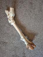 Poot van een koe, Ophalen of Verzenden, Gebruikt, Boerderijdier, Overige typen