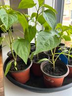 Jalapeñopeper, Volle zon, Groenteplanten, Eenjarig, Ophalen of Verzenden